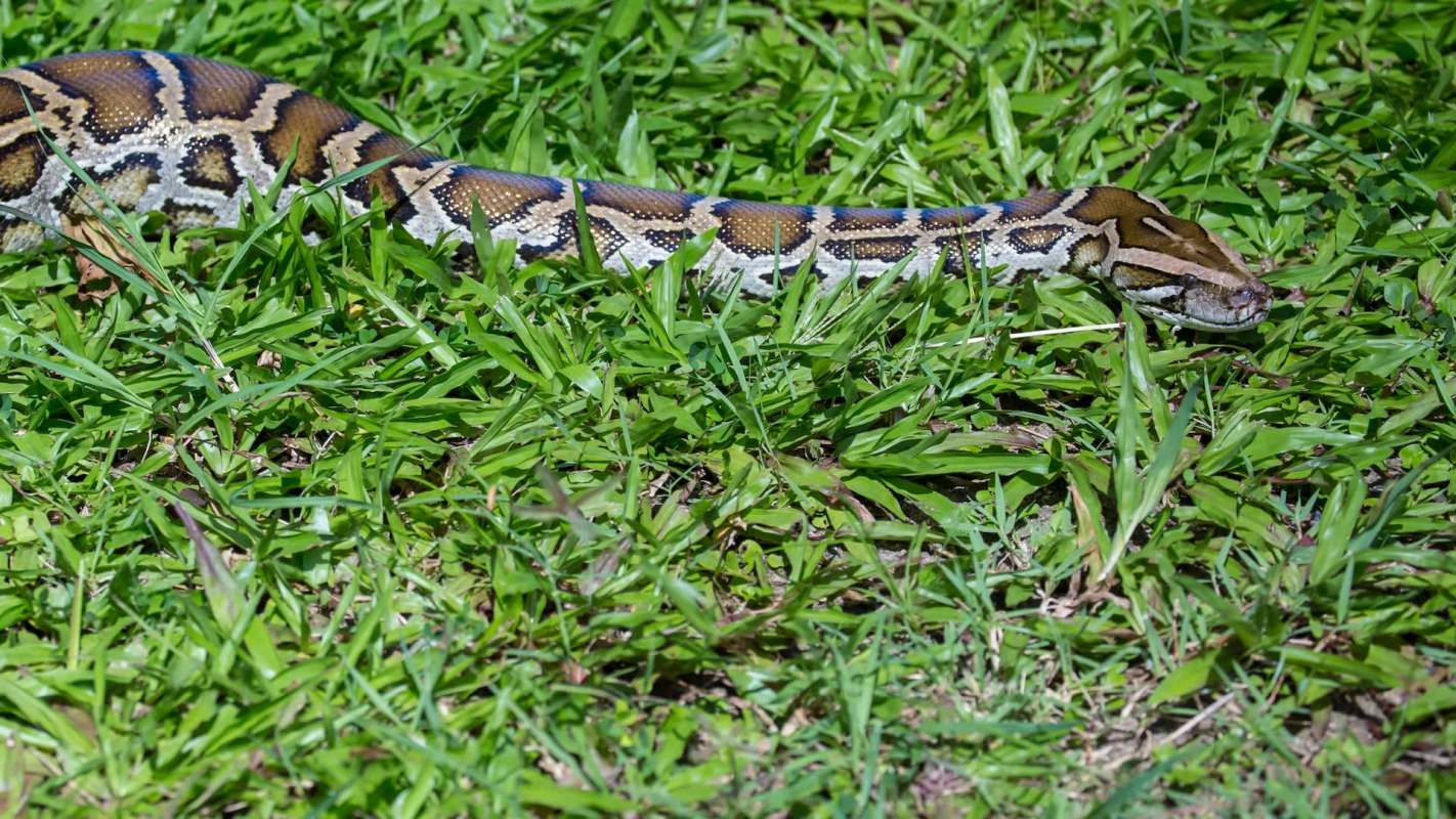 A boa constrictor slithering through grass.