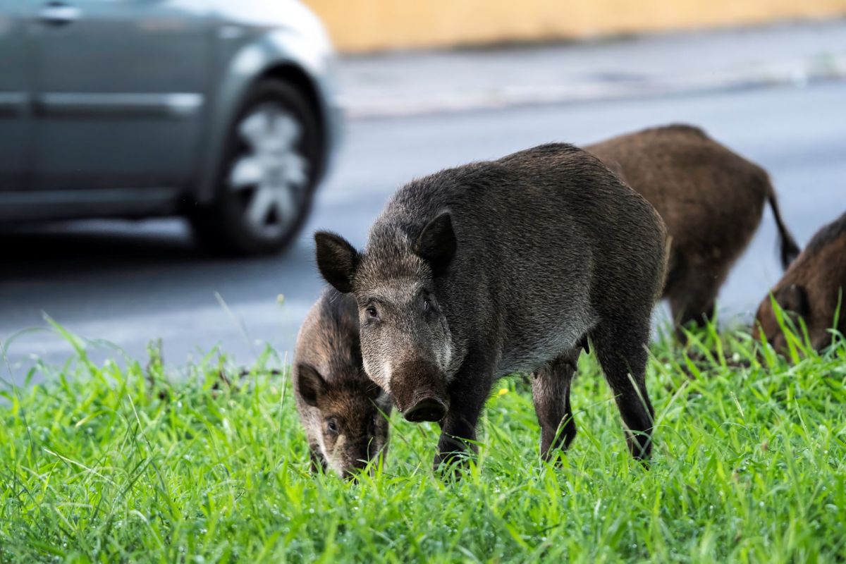 A group of wild boars forages in tall grass near a roadside, with a car visible in the background.