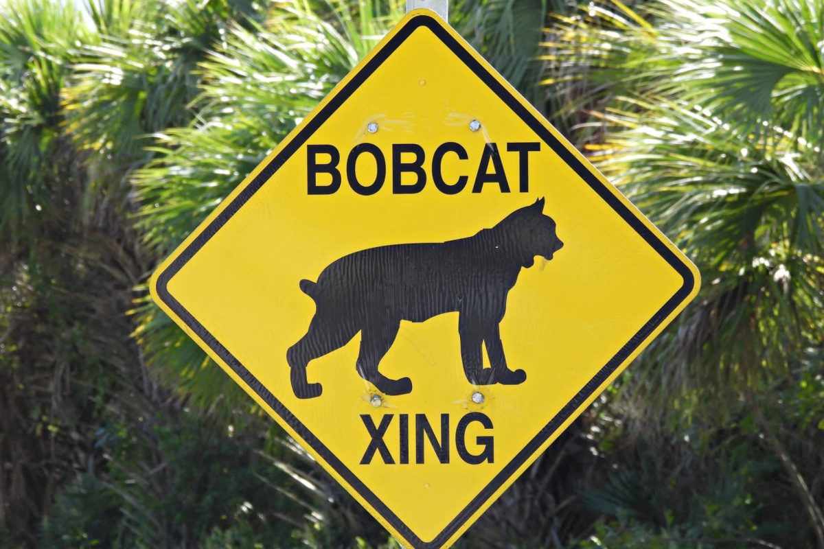 A yellow caution sign displaying a bobcat silhouette with the text "BOBCAT XING" indicating a wildlife crossing.
