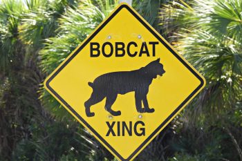 A yellow caution sign displaying a bobcat silhouette with the text "BOBCAT XING" indicating a wildlife crossing.