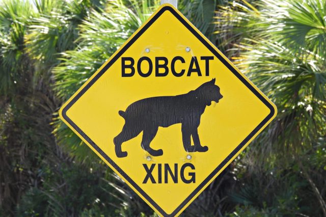 A yellow caution sign displaying a bobcat silhouette with the text "BOBCAT XING" indicating a wildlife crossing.