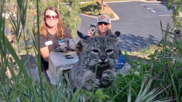 A bobcat leaps through greenery while two people watch from behind, one holding a camera.