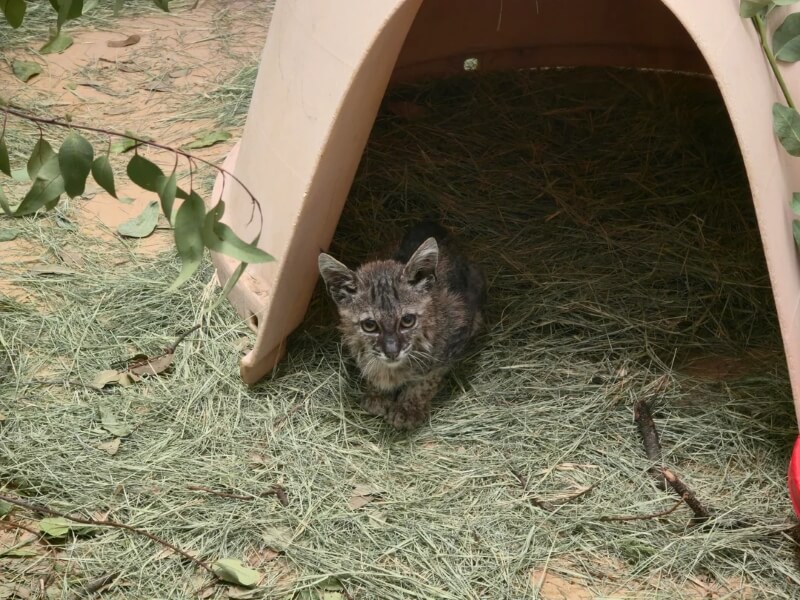 A small bobcat looking into the camera while sat outside an outdoor covering.