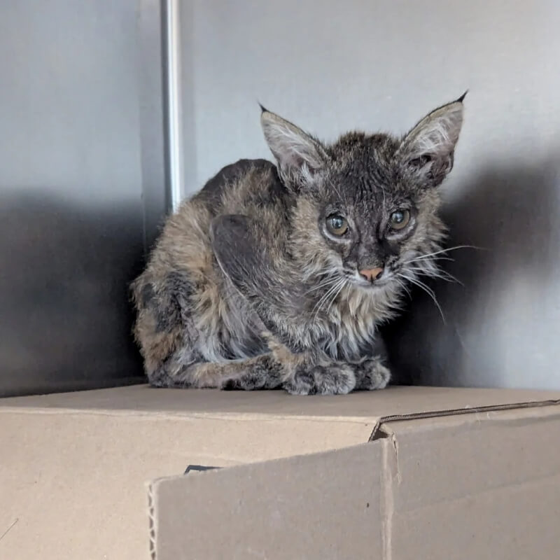 A small bobcat sat on a cardboard box.