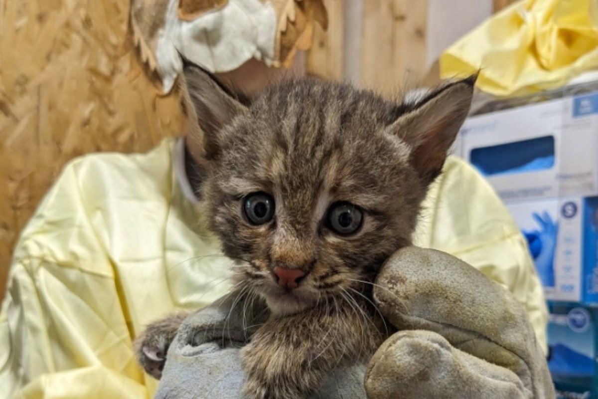 A person in protective gear and a bobcat disguise holds a baby bobcat.