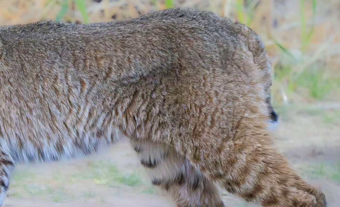 A close-up view of a bobcat's fur-covered back and side, showing its distinctive spotted pattern.