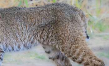 A close-up view of a bobcat's fur-covered back and side, showing its distinctive spotted pattern.