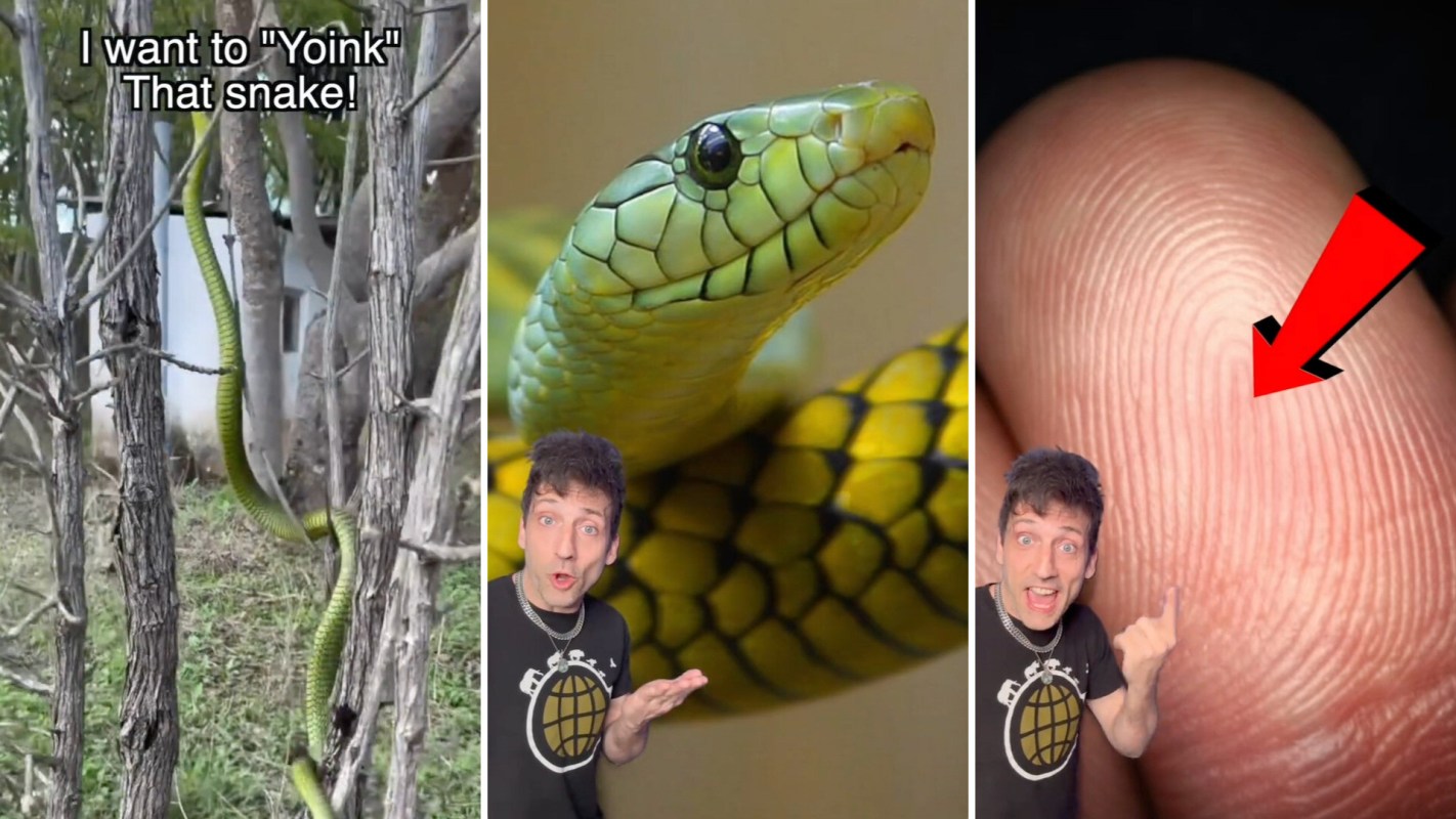 A collage featuring a green snake in trees, a close-up of a snake's head, and a person pointing at a fingerprint.