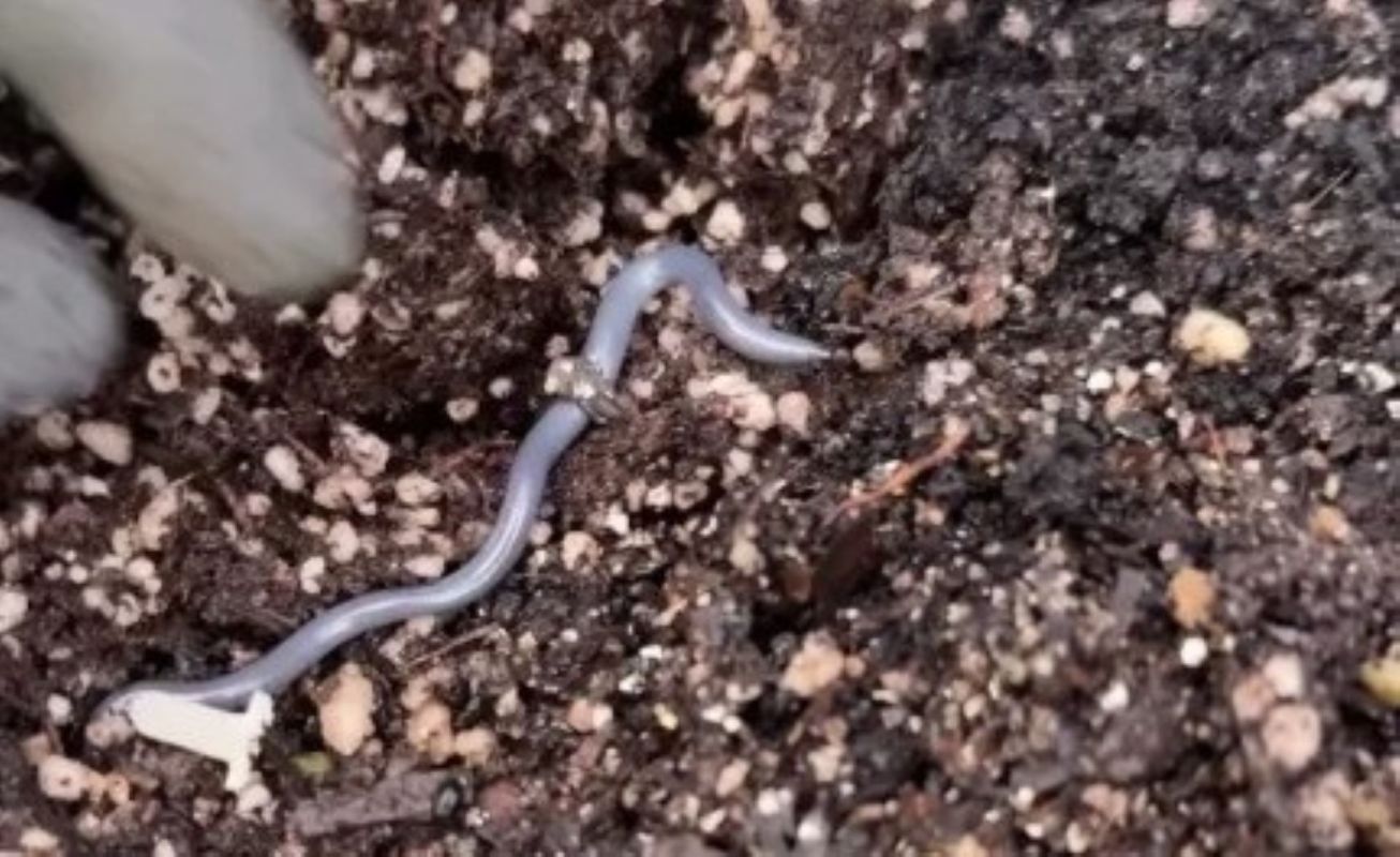 A Brahminy snake.