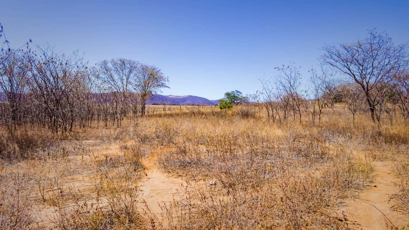 A sparse, dry landscape with bare trees and yellow-brown grasses under a clear blue sky.