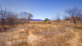 A sparse, dry landscape with bare trees and yellow-brown grasses under a clear blue sky.