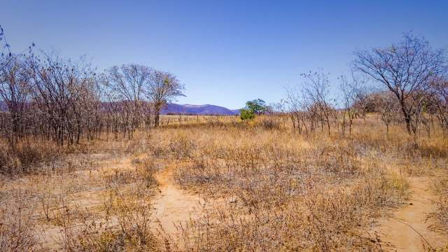 A sparse, dry landscape with bare trees and yellow-brown grasses under a clear blue sky.