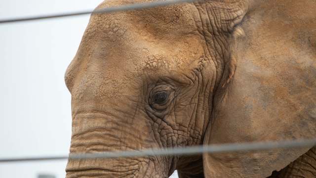 A close-up of an elephant's face, highlighting its textured skin and gentle eye.