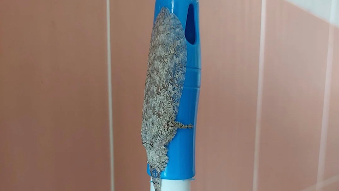 A moth with a textured, grayish-brown body clings to a broom handle in front of pink tile.