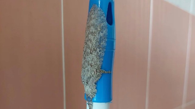 A moth with a textured, grayish-brown body clings to a broom handle in front of pink tile.
