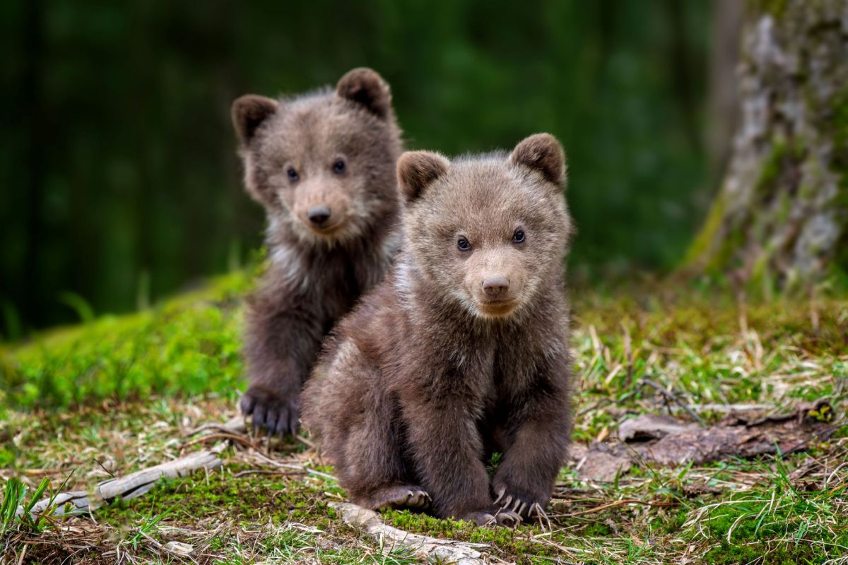 Two brown bear cubs sit amidst green grass and foliage.