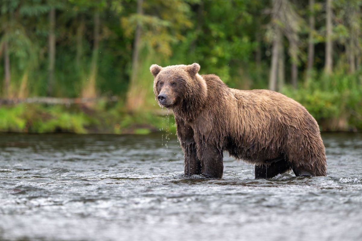 A brown bear stands in shallow water.