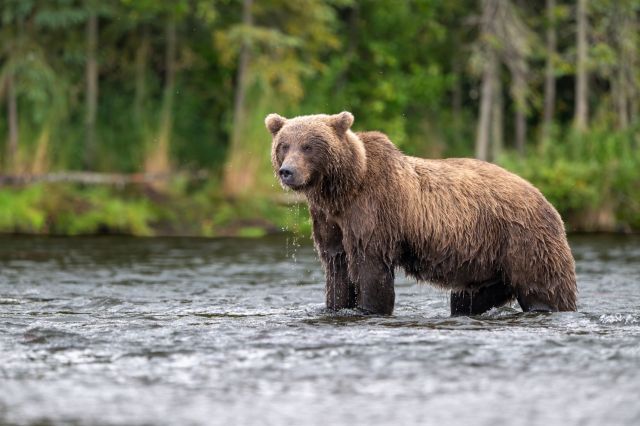 A brown bear stands in shallow water.