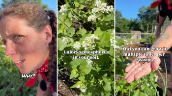 A woman in a garden discusses helpful plants that improve soil phosphorus and can be grown multiple times per season.