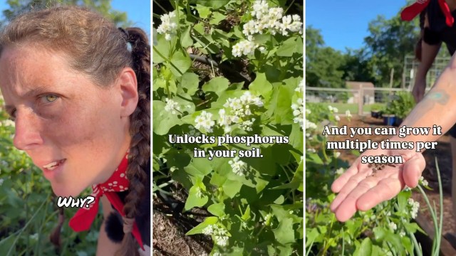 A woman in a garden discusses helpful plants that improve soil phosphorus and can be grown multiple times per season.