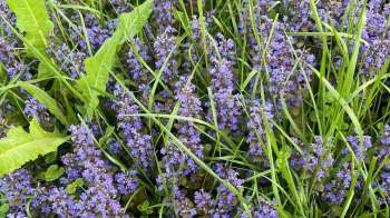 A dense patch of purple-flowered plants surrounded by green grass and leaves.