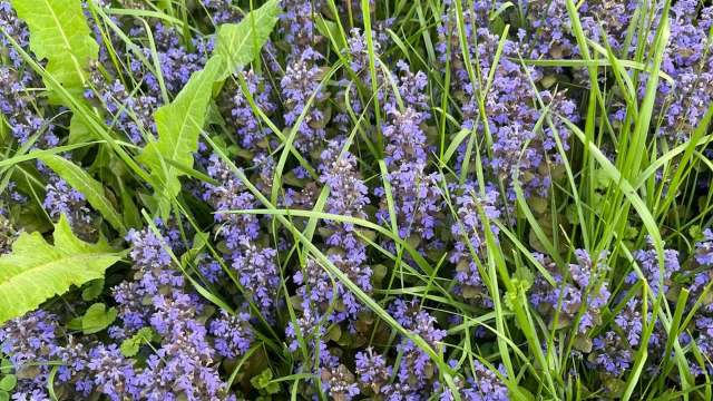 A dense patch of purple-flowered plants surrounded by green grass and leaves.