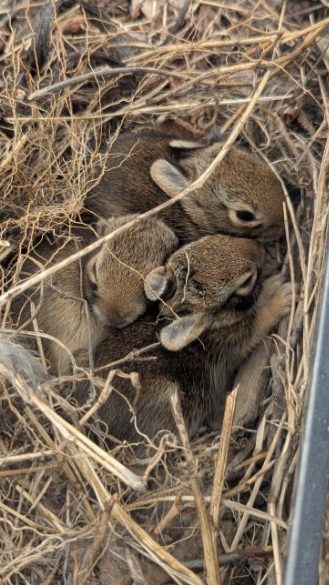 Three rabbits snuggled together in a garden bed.