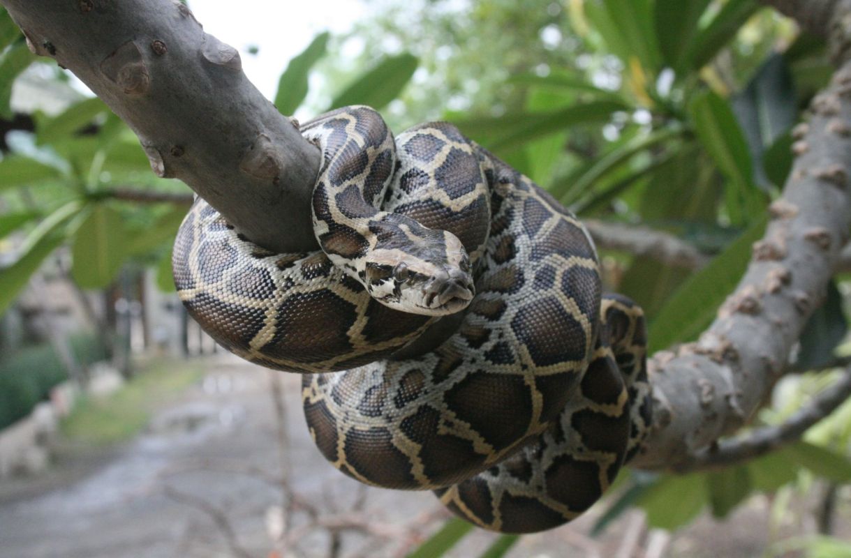 A Burmese python wrapped around a tree branch.