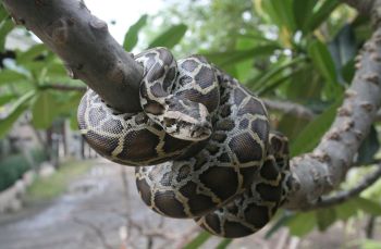 A Burmese python wrapped around a tree branch.