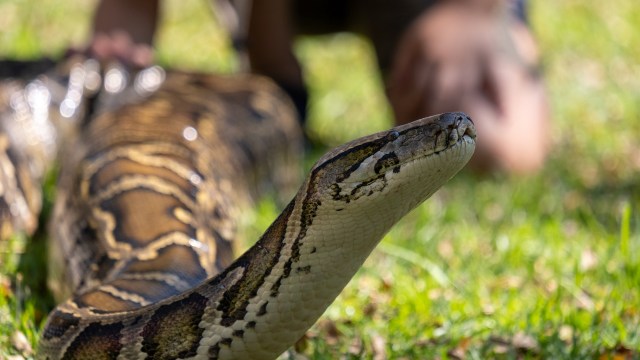 A large python resting on the grass, with a person blurred in the background.