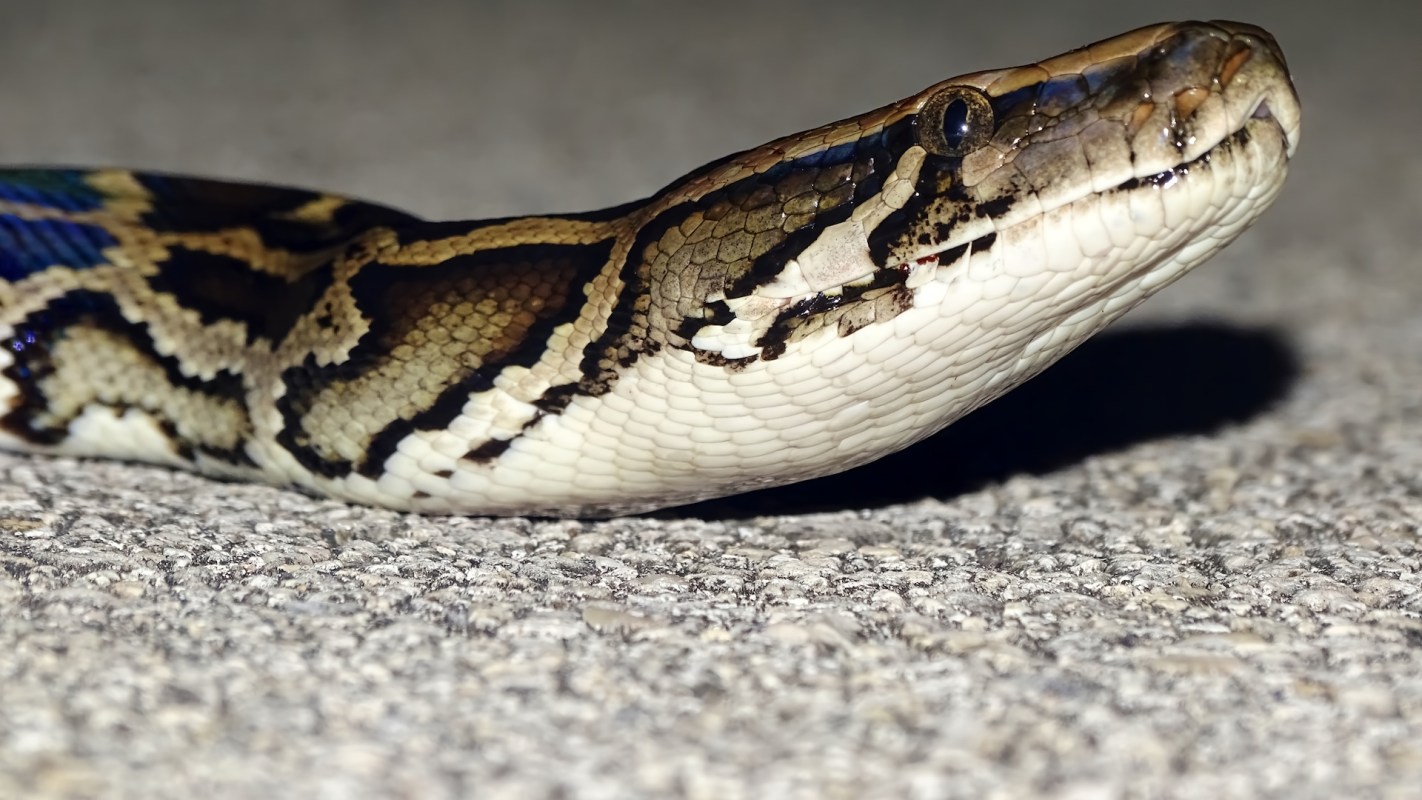 A close-up of a python resting on a textured surface, showcasing its patterned scales.