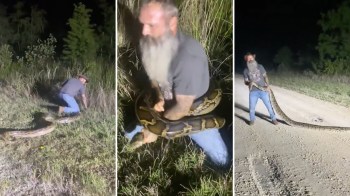 A man in a field captures a large snake at night, demonstrating wildlife handling skills.