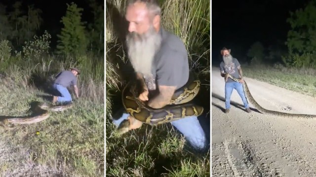 A man in a field captures a large snake at night, demonstrating wildlife handling skills.
