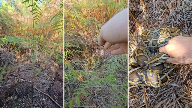 A person reaches out to handle a large snake in a grassy area surrounded by ferns and underbrush.