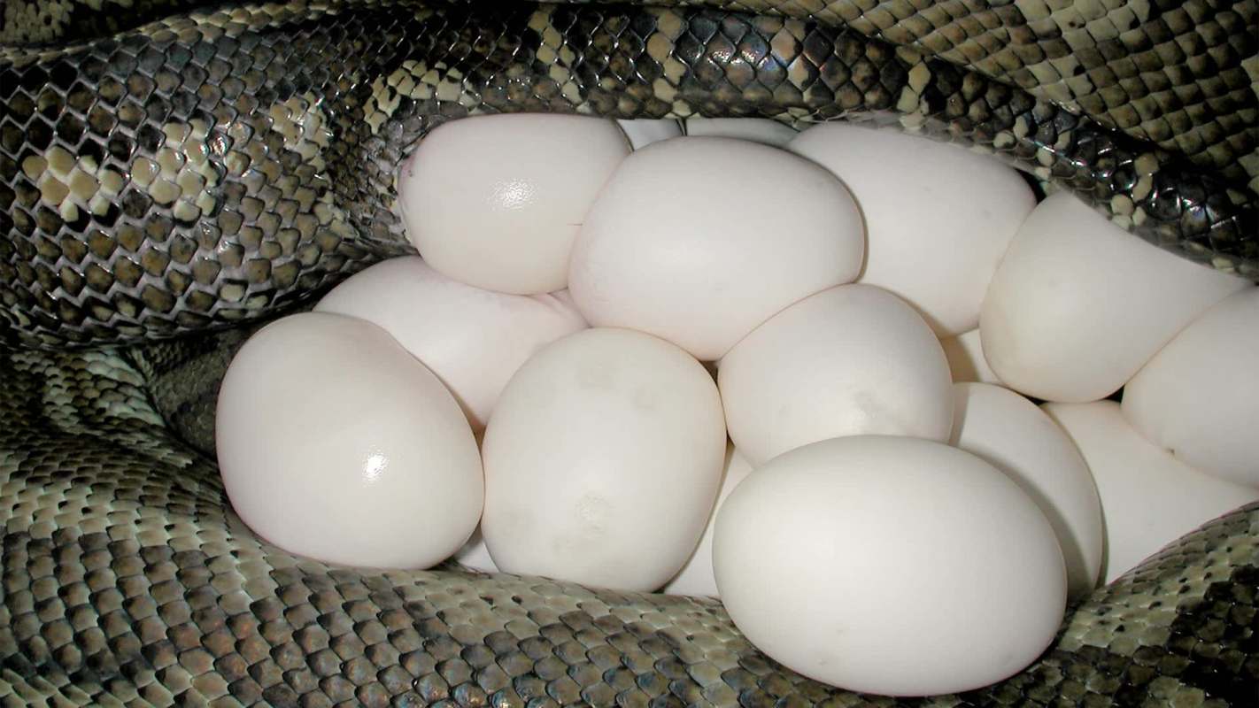 A close-up of a snake curled around a cluster of white eggs in a natural setting.