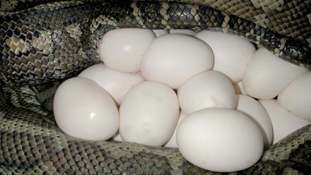 A close-up of a snake curled around a cluster of white eggs in a natural setting.