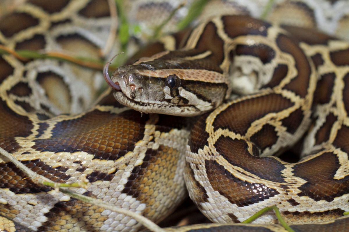 A Burmese python with its tongue out.