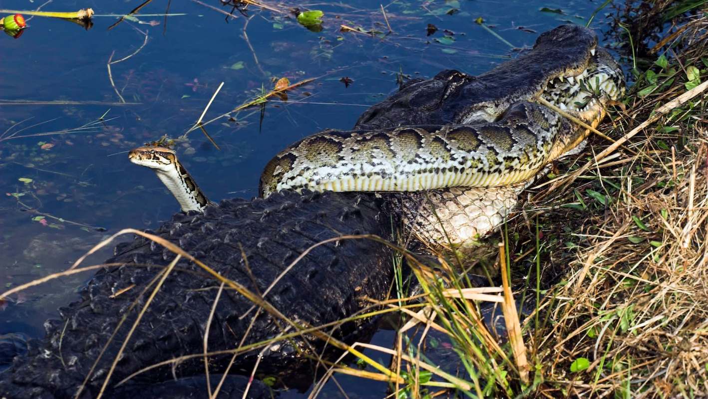 A large Burmese python draped over a crocodile, partially submerged in shallow water with grass in the background.