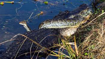 A large Burmese python draped over a crocodile, partially submerged in shallow water with grass in the background.