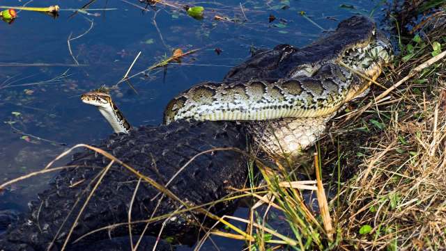 A large Burmese python draped over a crocodile, partially submerged in shallow water with grass in the background.