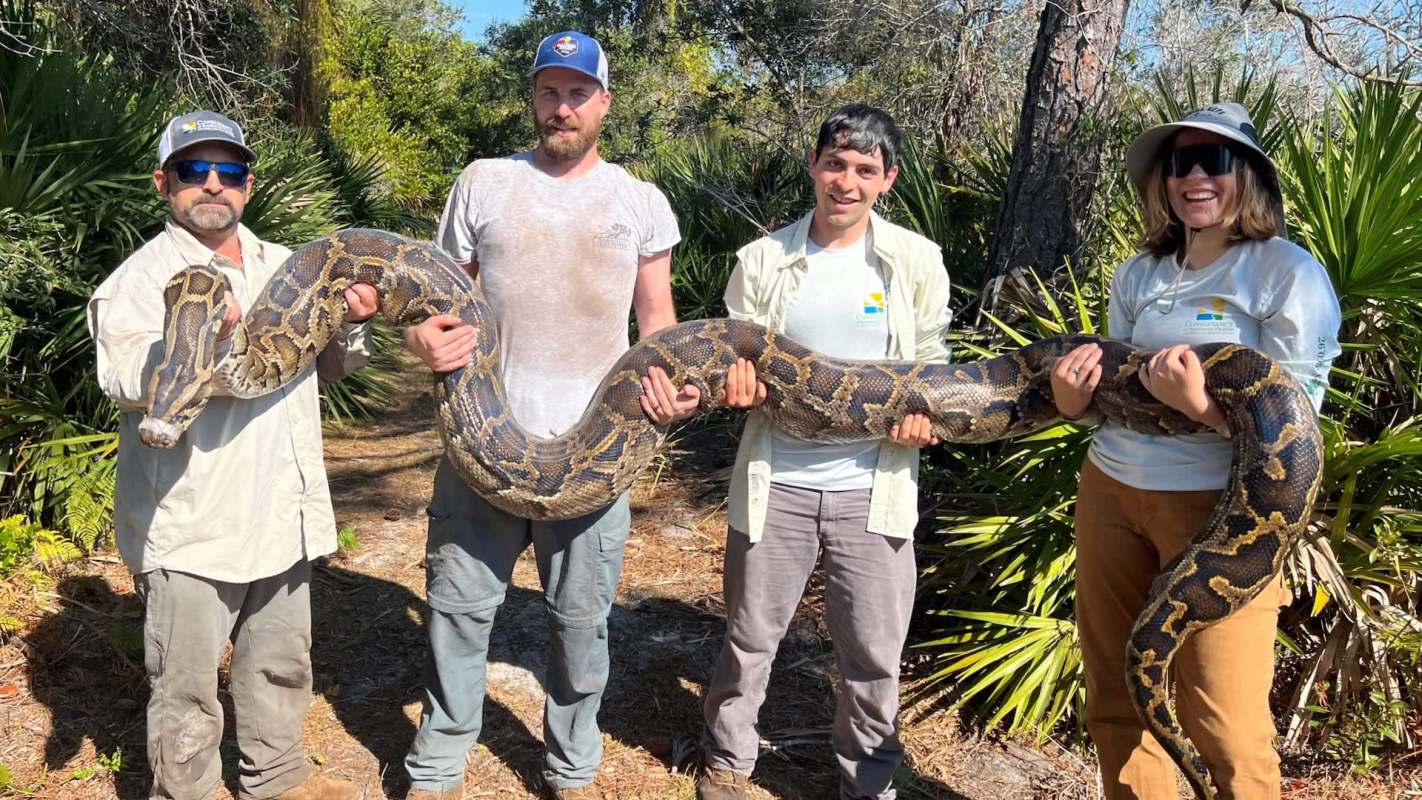 Four people hold a large python in a wooded area with green foliage in the background.