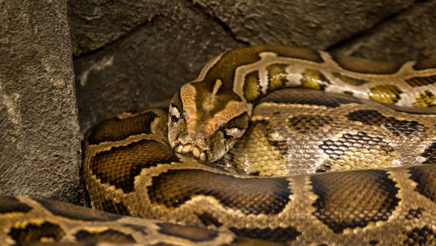 A close-up of a coiled python resting against a textured surface.