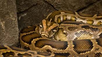 A close-up of a coiled python resting against a textured surface.