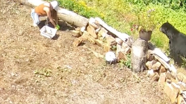 A person gathers items in a sunny garden while a bear wanders nearby.