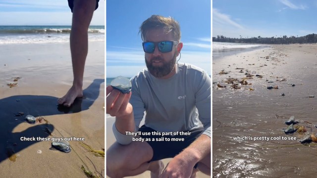 A man holding a blue sea creature on the beach discusses its unique movement method.