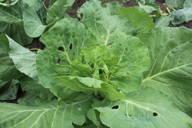 A close-up of large, green cabbage leaves with some holes and damage from insects.
