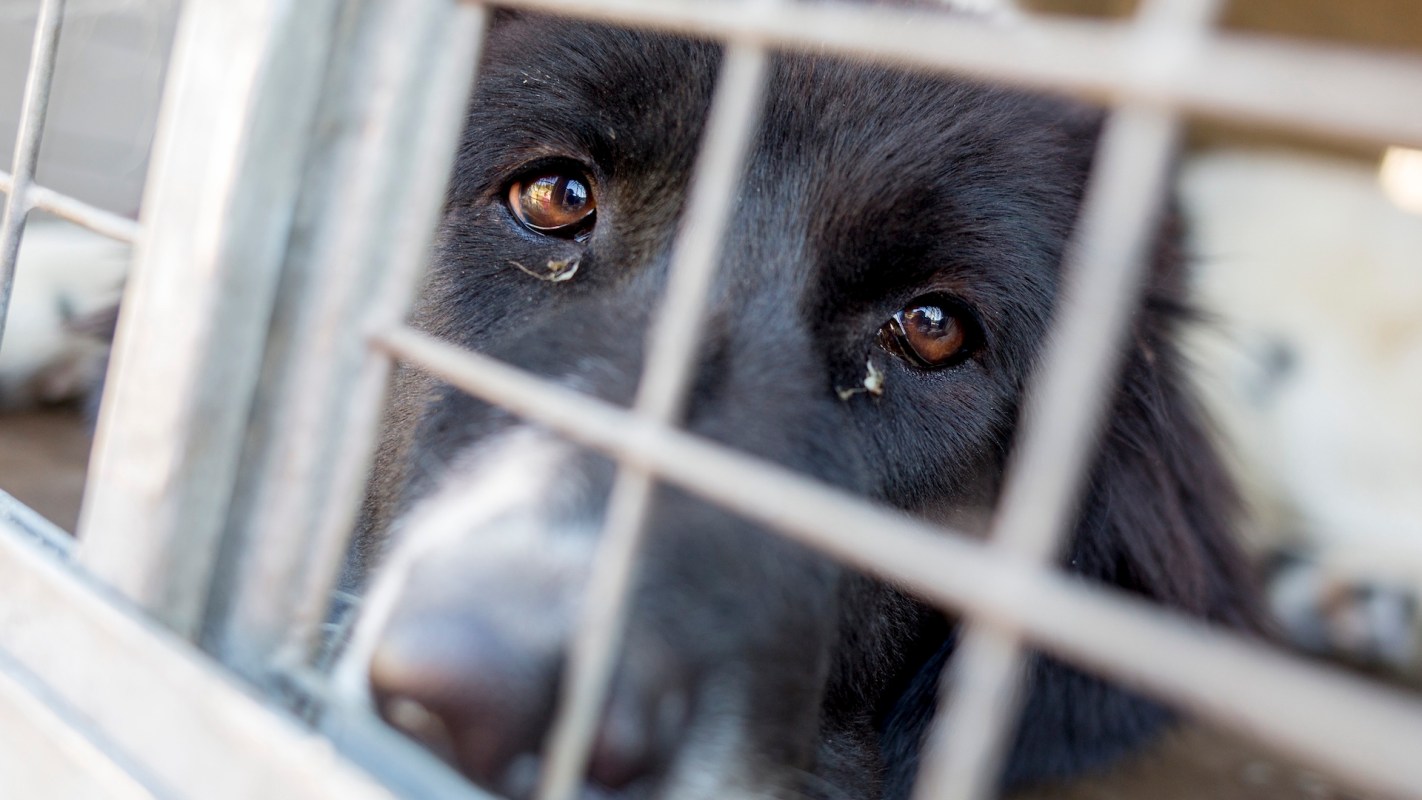 A close-up of a dog's sad eyes seen through a metal cage.
