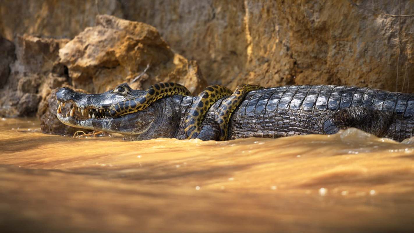 A caiman with an anaconda coiled around its back rests on a rocky bank beside muddy water.