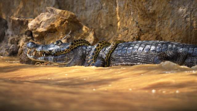 A caiman with an anaconda coiled around its back rests on a rocky bank beside muddy water.