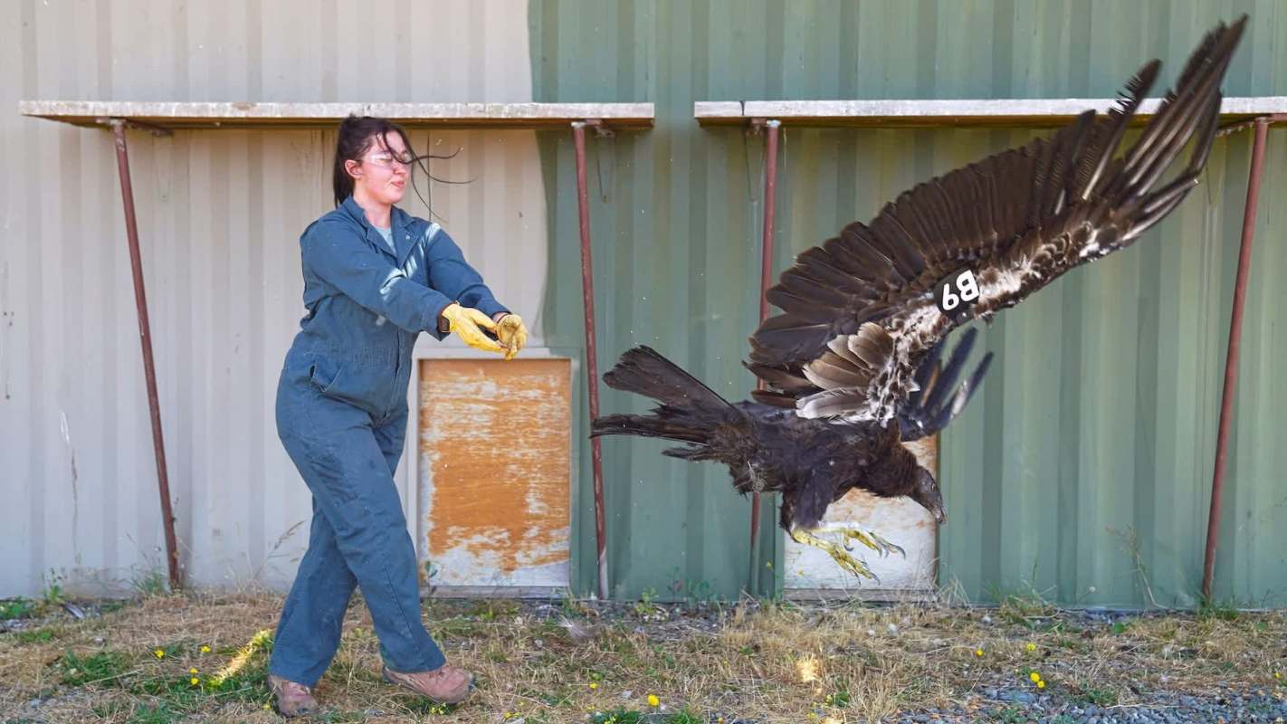 A woman in a jumpsuit releases a large bird of prey into the air against a metal background.